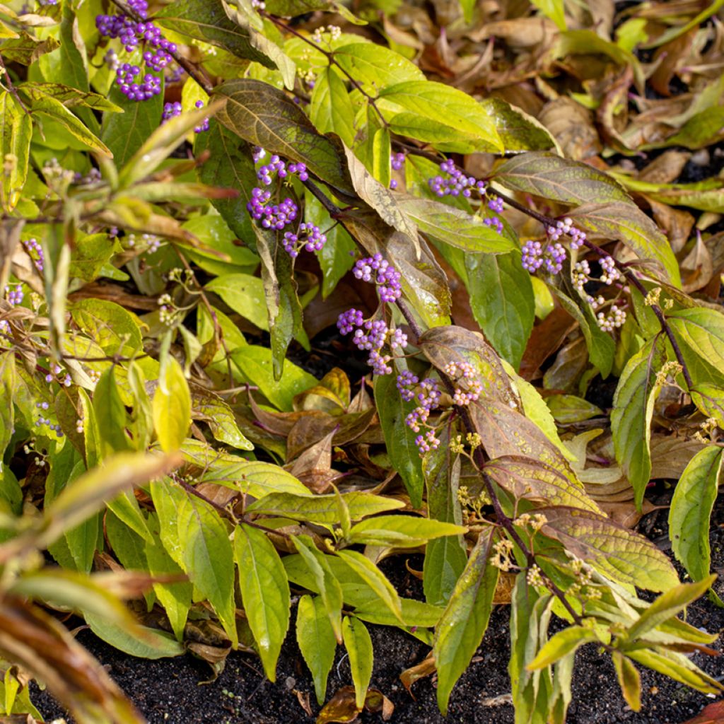 Callicarpa dichotoma Issai