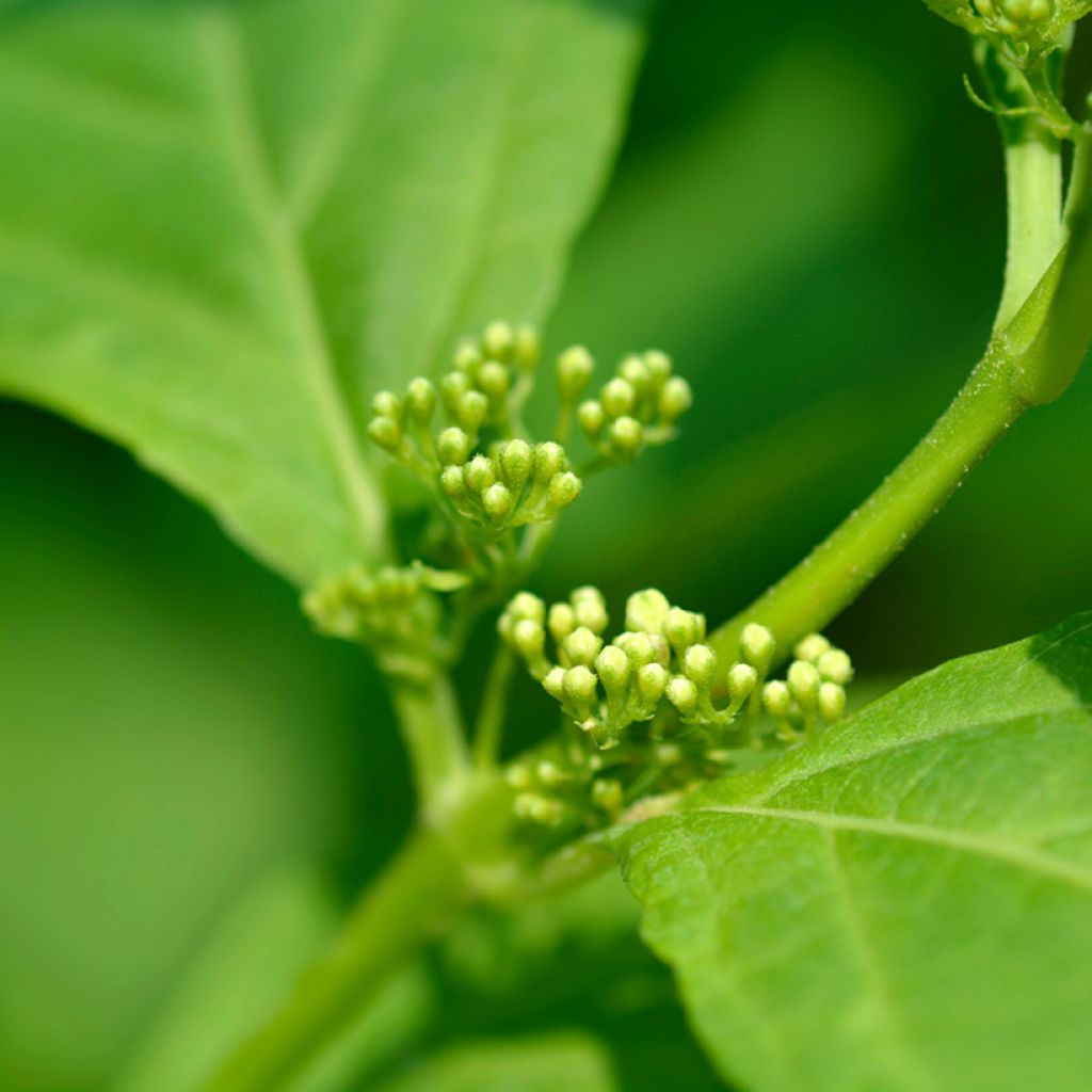 Callicarpa japonica Leucocarpa