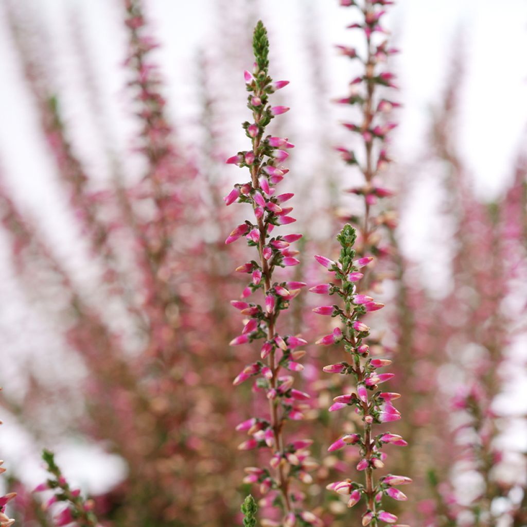 Calluna vulgaris Garden Girls Angie - Heather