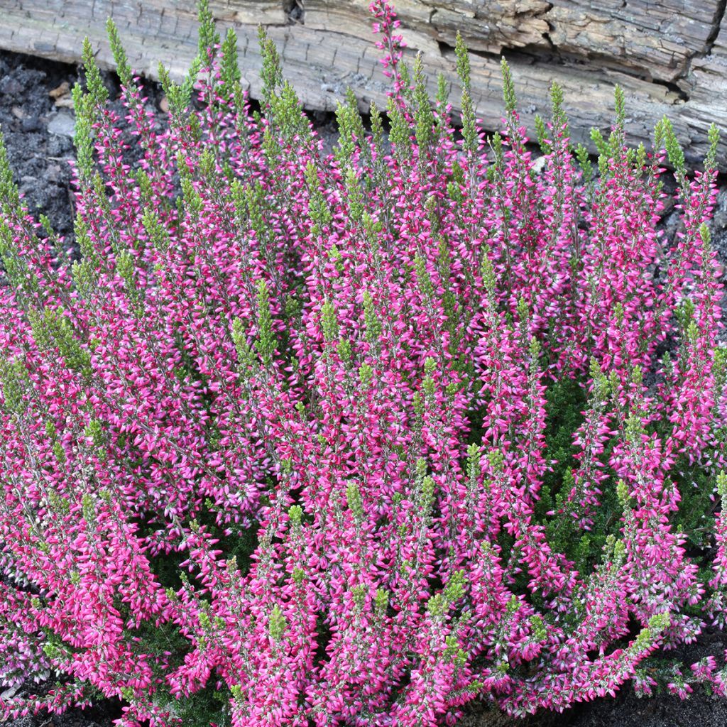 Calluna vulgaris Garden Girls Athene - Heather