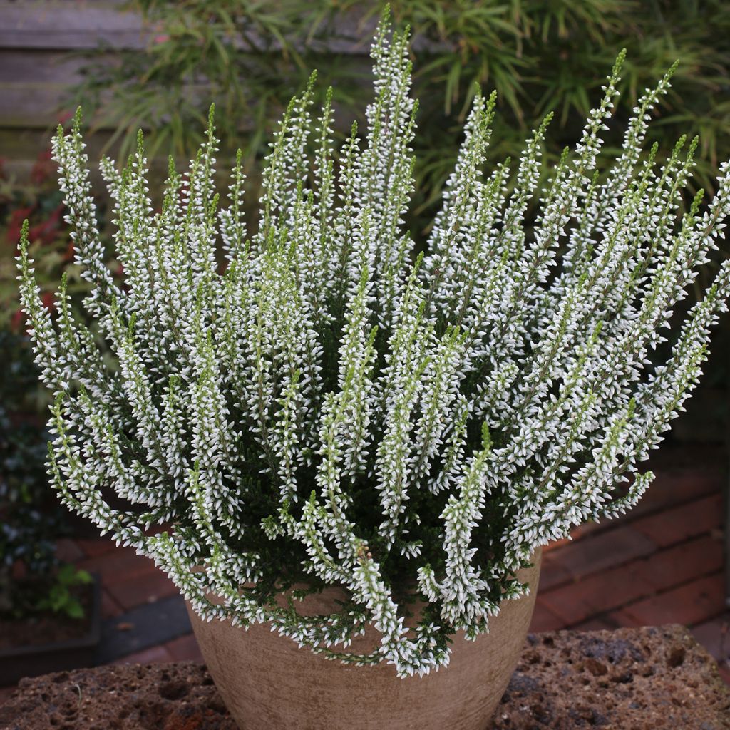 Calluna vulgaris Garden Girls Helena - Heather