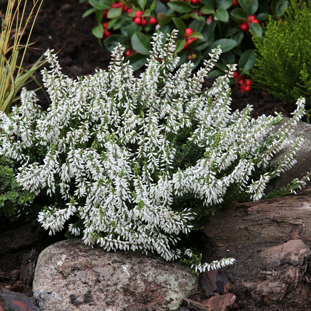 Calluna vulgaris Madonna - Heather