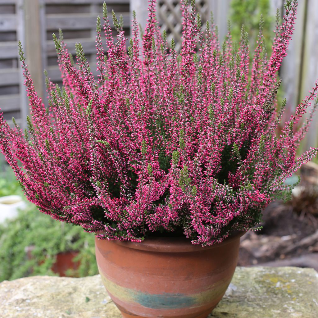 Calluna vulgaris Garden Girls Rosita - Heather