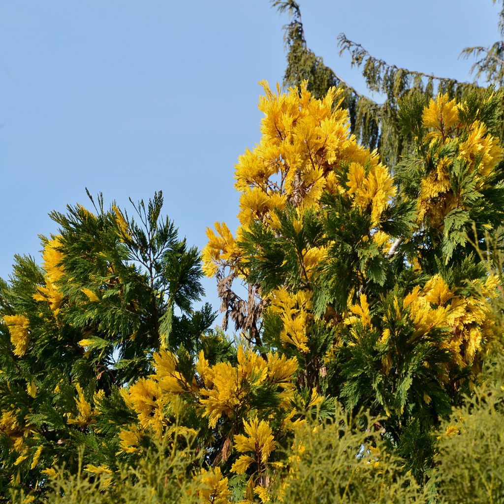 Calocedrus decurrens Aureovariegata - California incense cedar