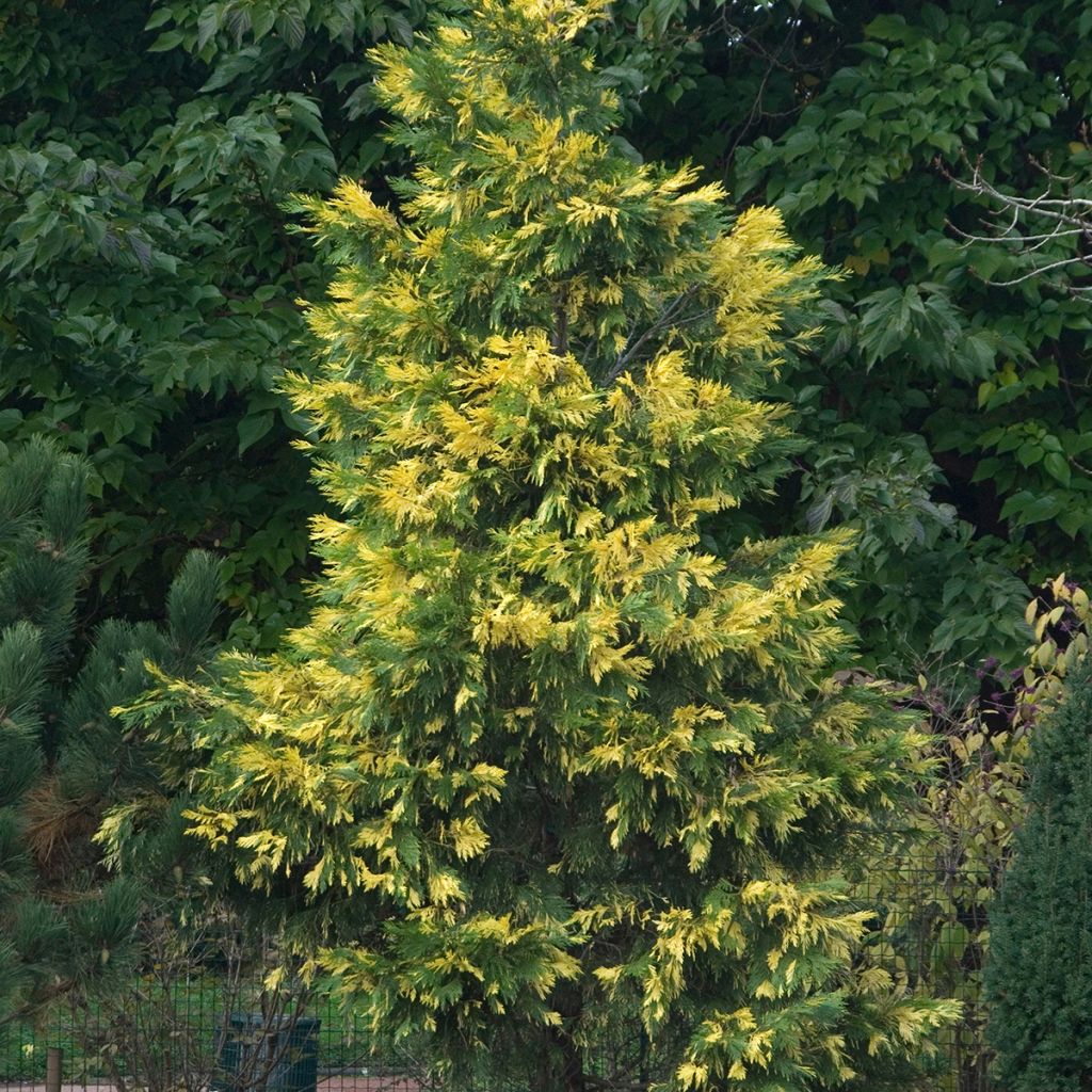 Calocedrus decurrens Aureovariegata - California incense cedar