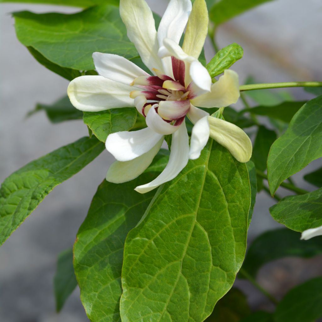 Calycanthus Venus- Sweetshrub