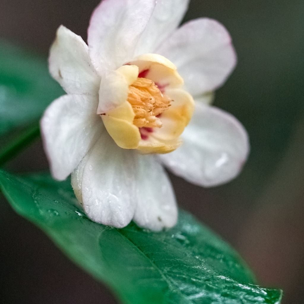 Calycanthus chinensis - Sweetshrub