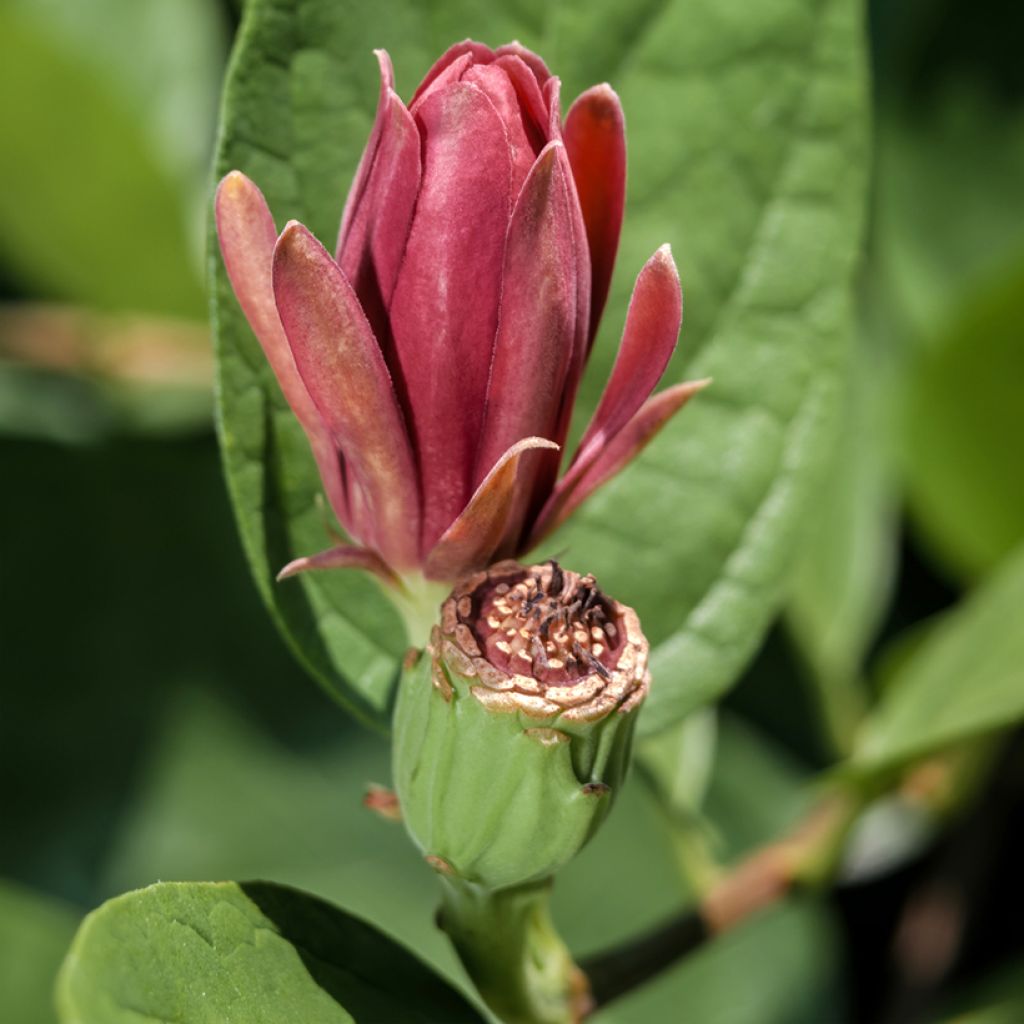 Calycanthus floridus - Sweetshrub