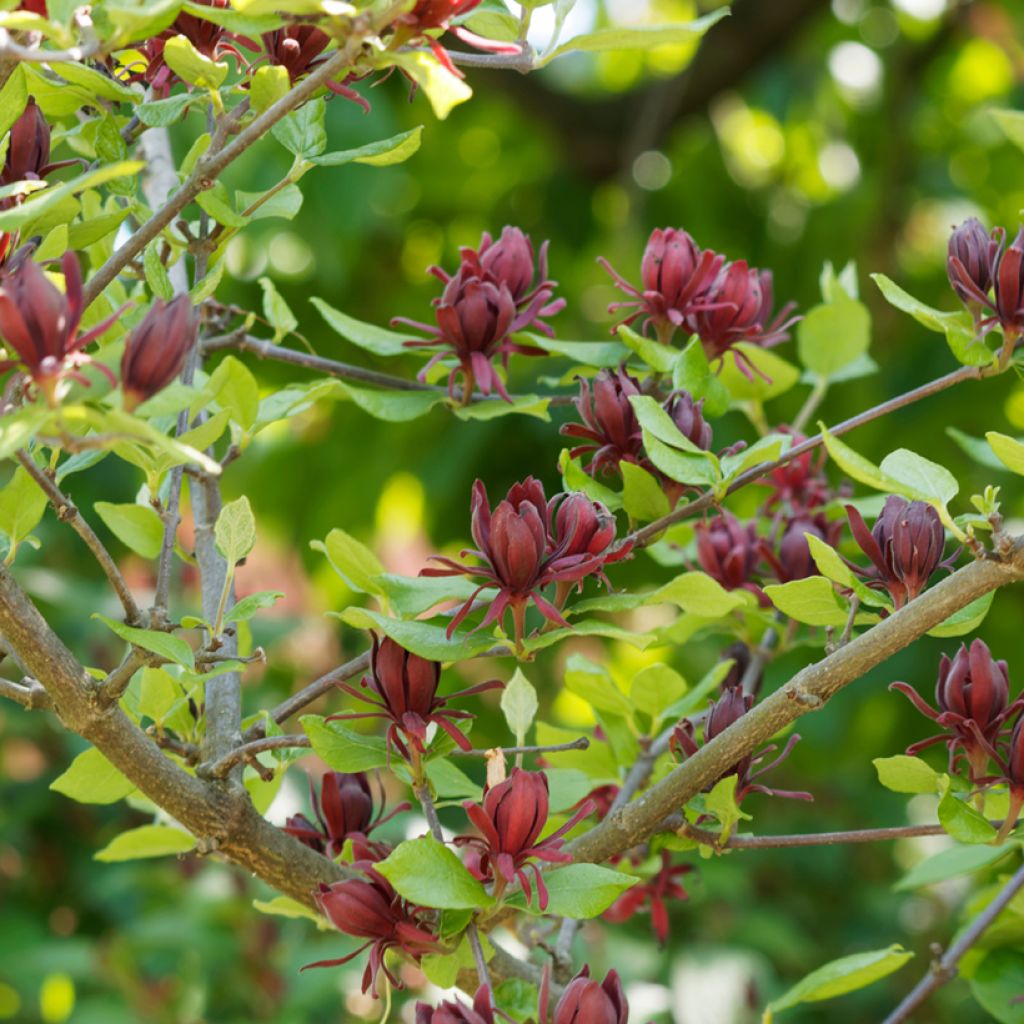 Calycanthus floridus - Sweetshrub