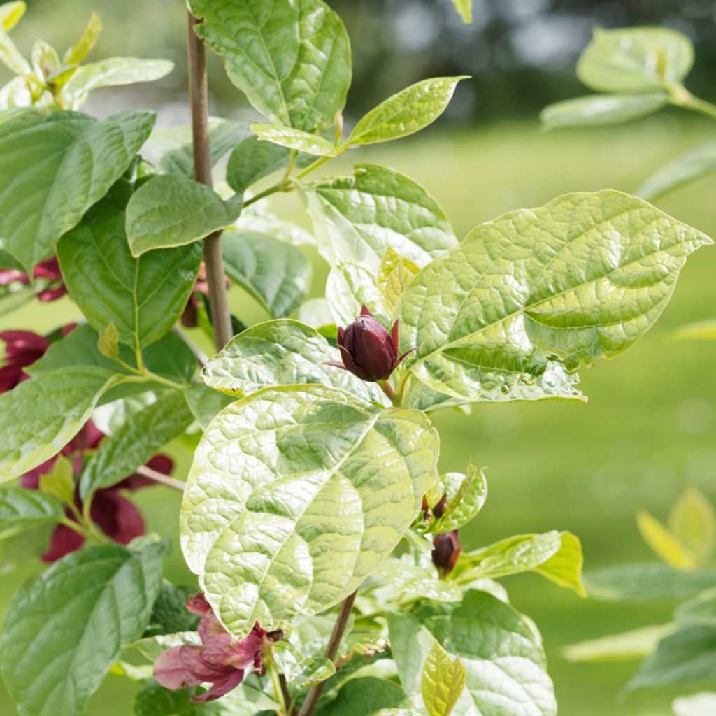 Calycanthus raulstonii Aphrodite- Sweetshrub