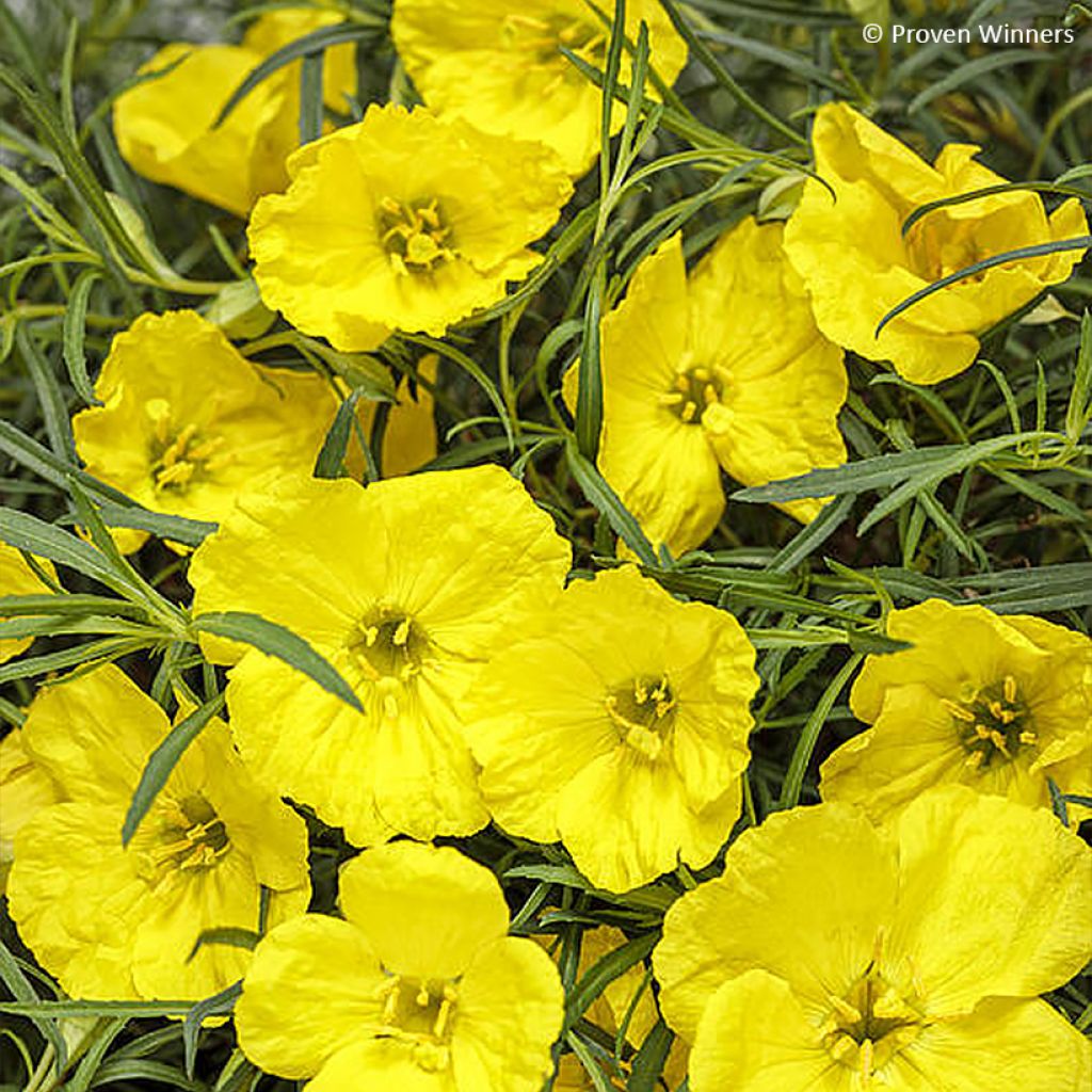 Calylophus serrulatus Superlophus Yellow - Yellow Sundrops