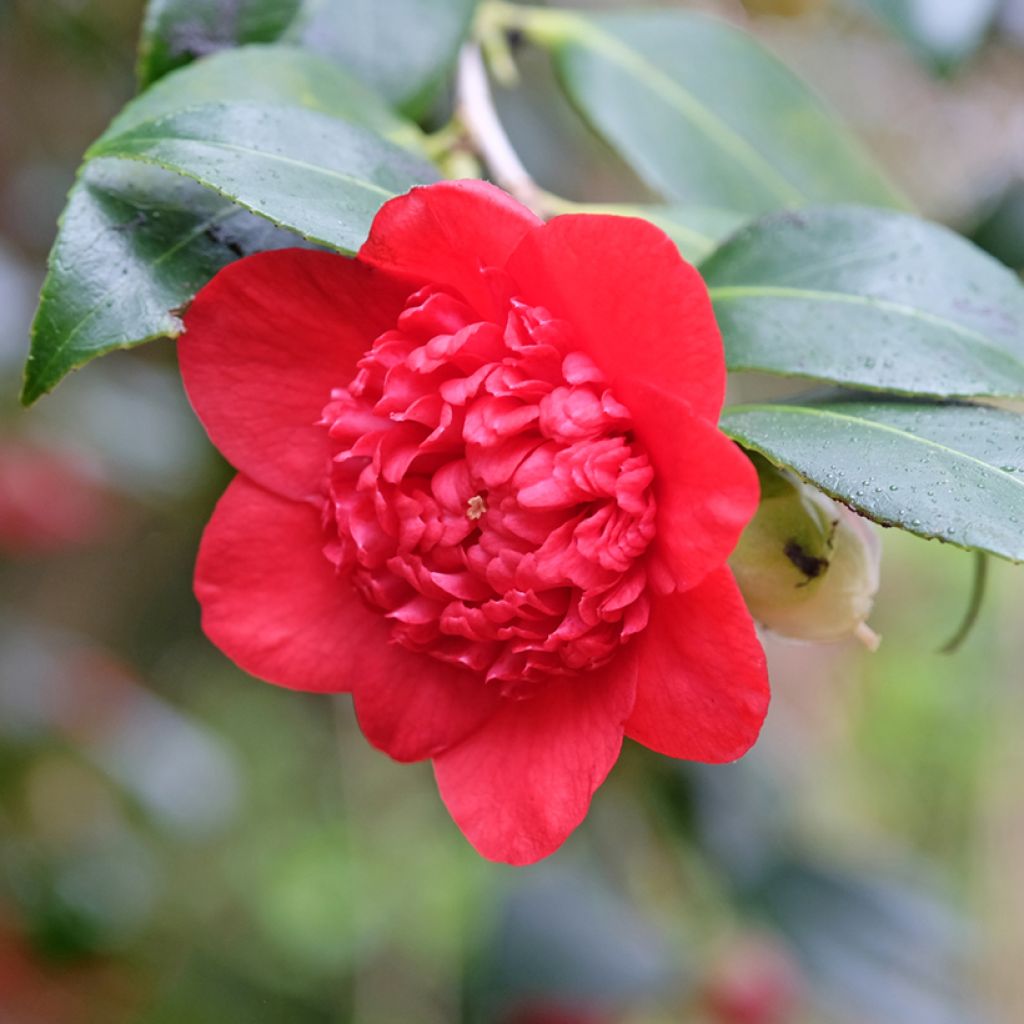 Camellia japonica Bobs Tinsie