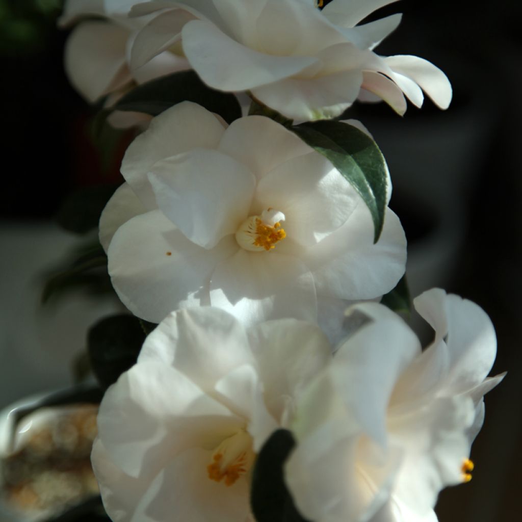 Camellia japonica Hagoromo