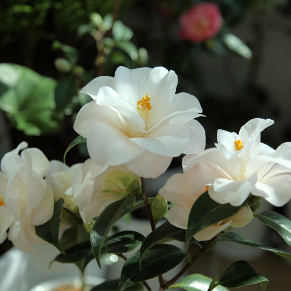 Camellia japonica Hagoromo