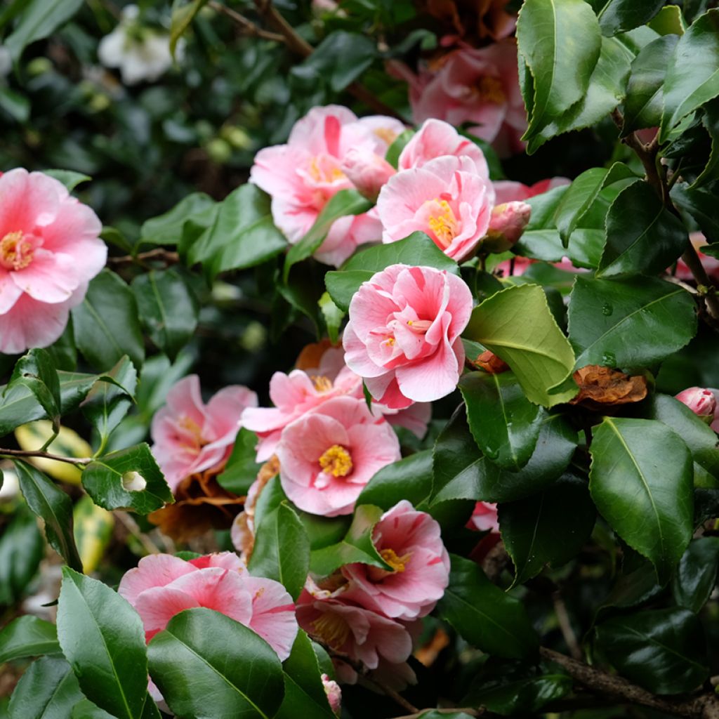 Camellia japonica Lady Vansittart