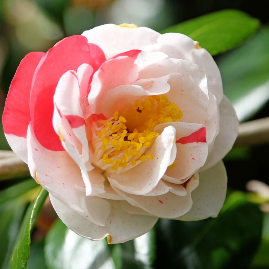 Camellia japonica Lady Vansittart