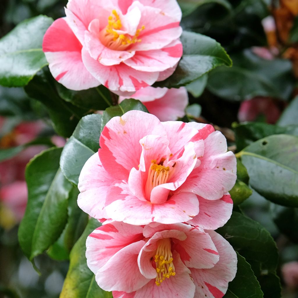 Camellia japonica Lady Vansittart