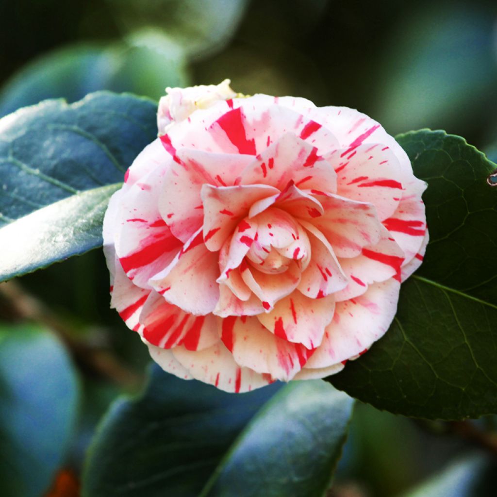 Camellia japonica Lavinia Maggi