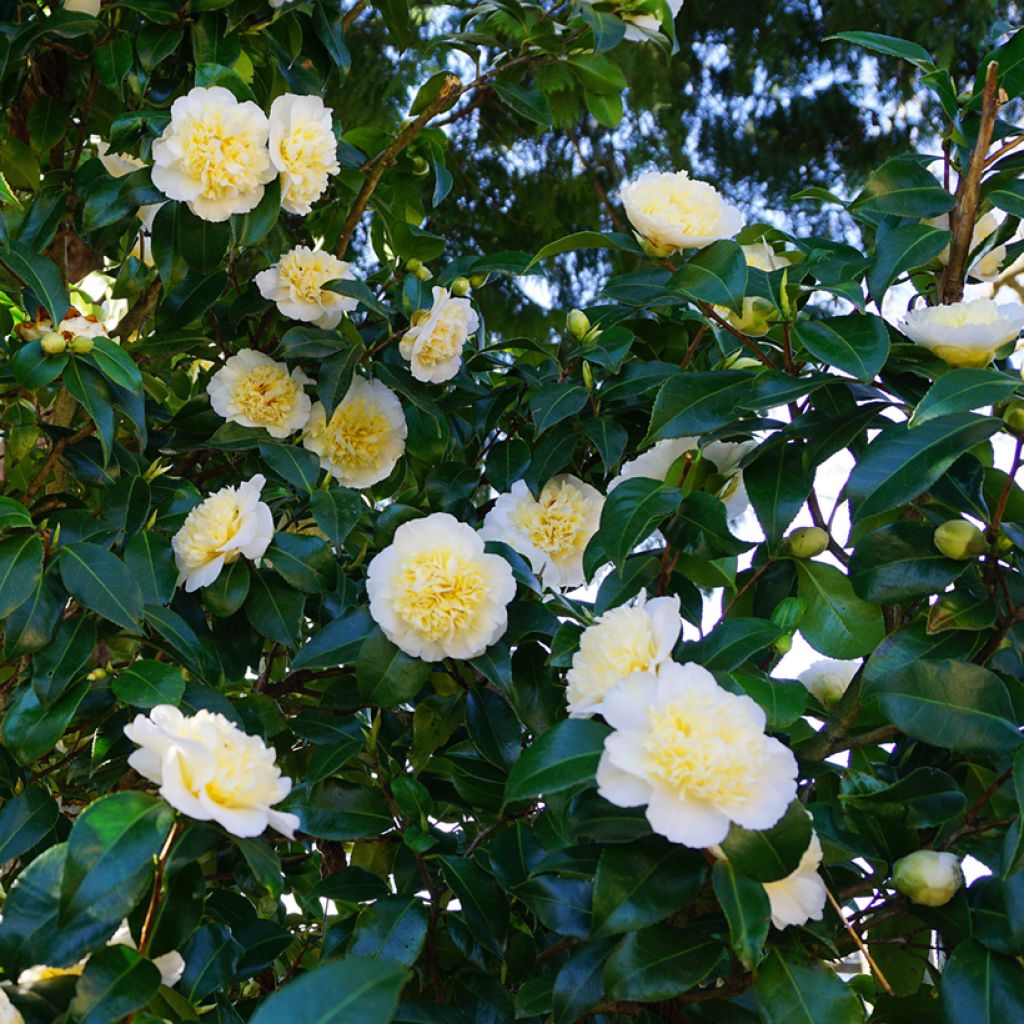 Camellia japonica Nobilissima