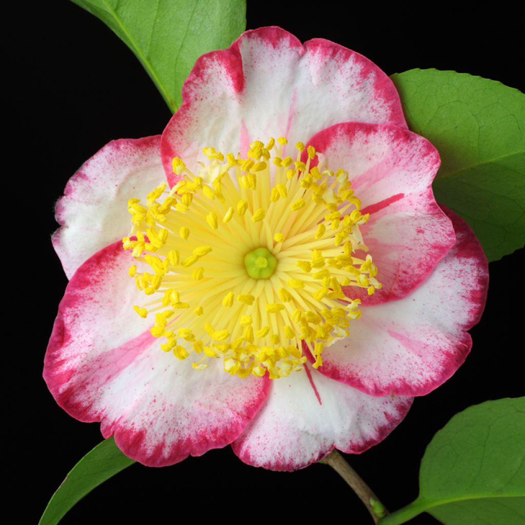 Camellia japonica de Higo Okan