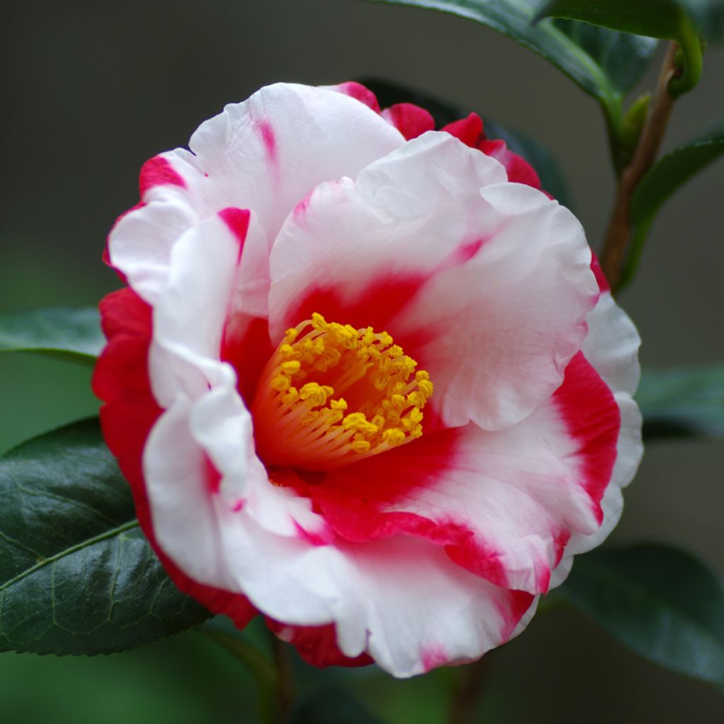 Camellia japonica Robert Lasson