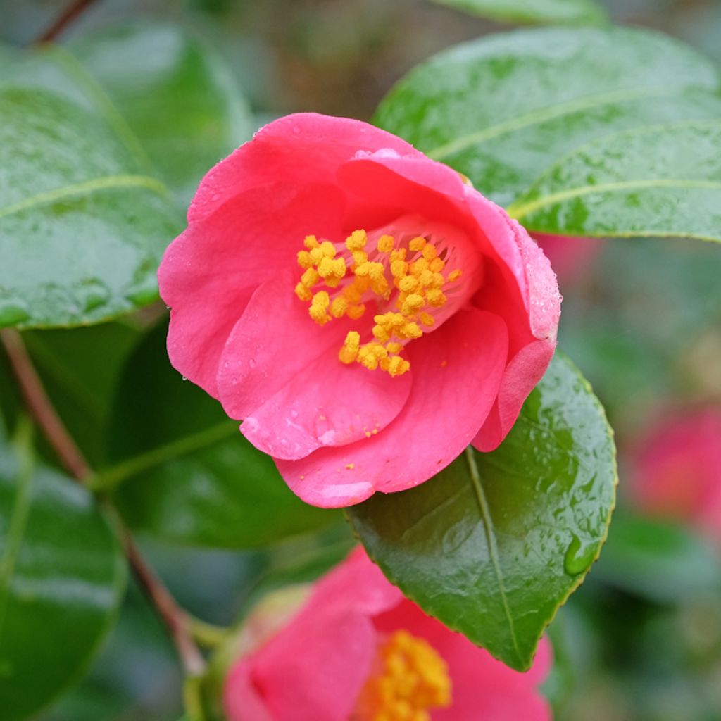 Camellia lutchuensis Koto No Kaori