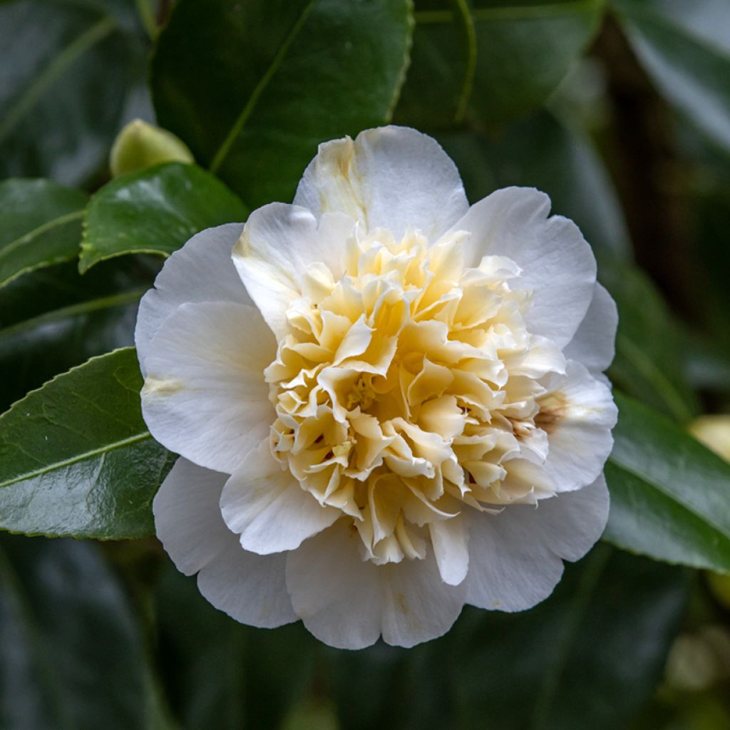 Camellia Jurys Yellow