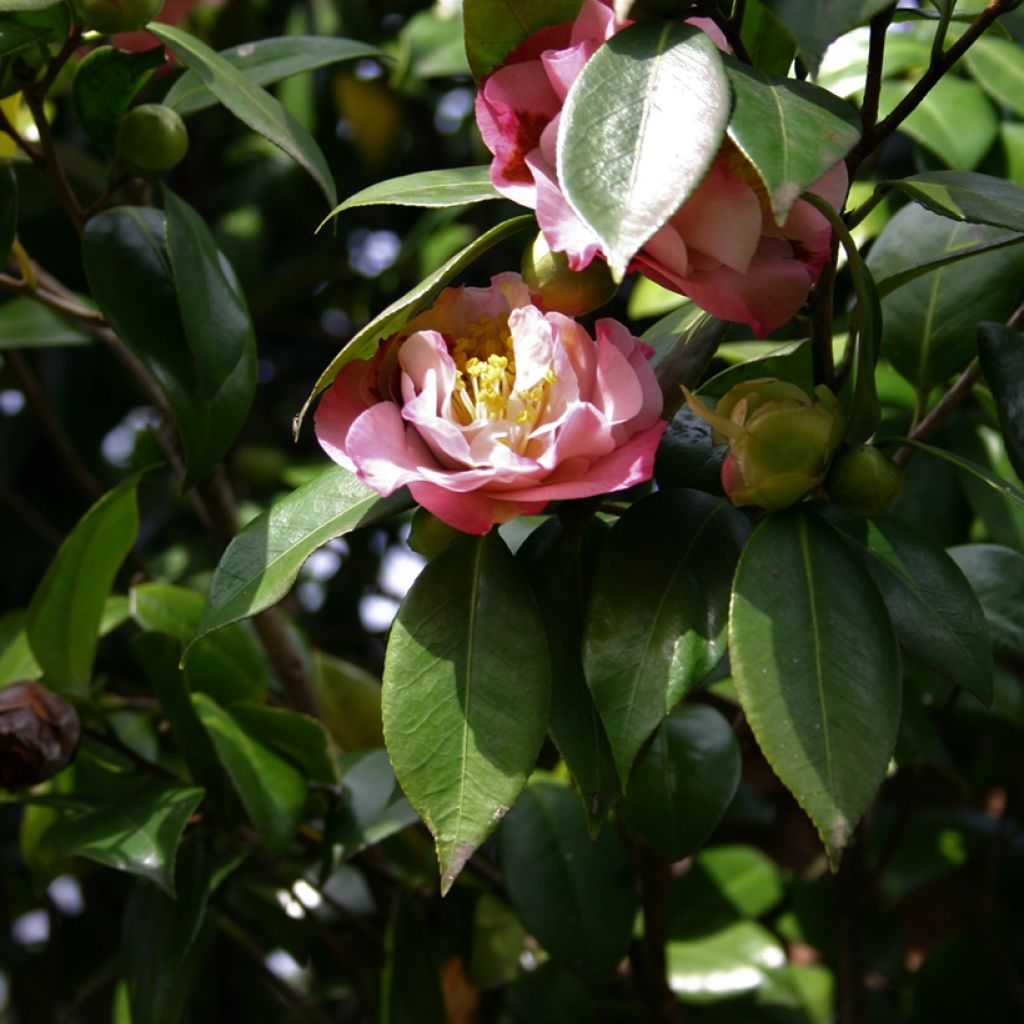 Camellia japonica Nuccios Jewel