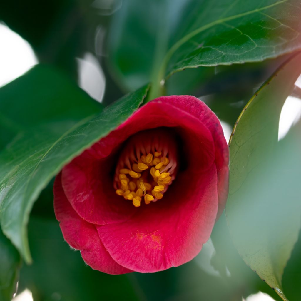 Camellia Royal Velvet