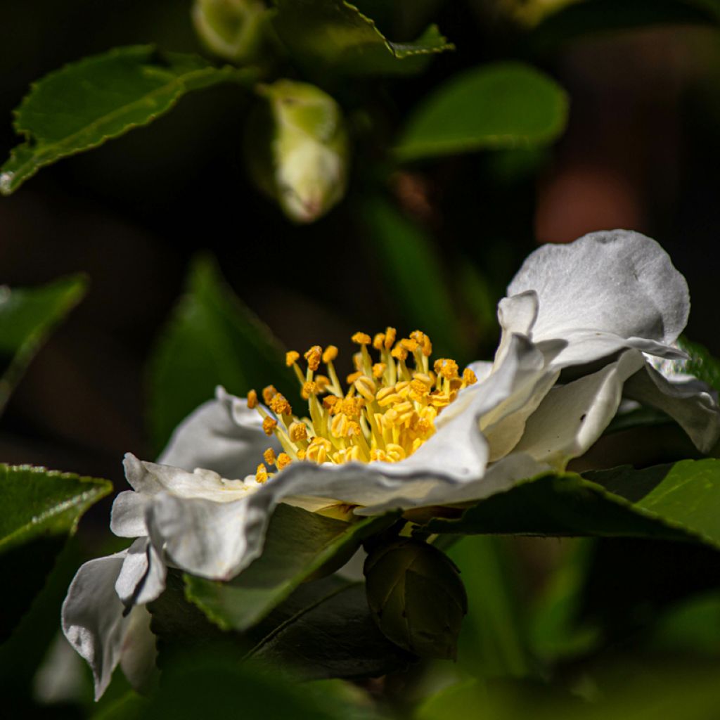 Camellia sasanqua Setsugekka