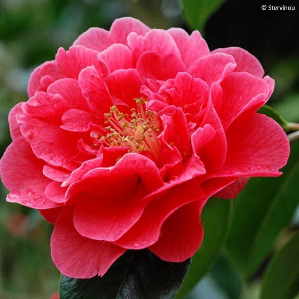 Camellia x reticulata Dr Clifford Parks