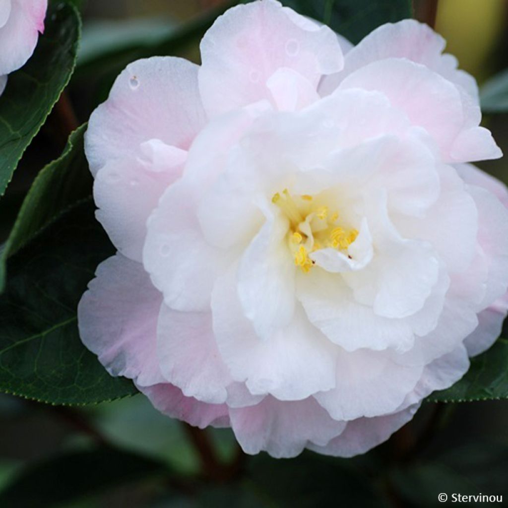 Camellia reticulata Ile Crozet