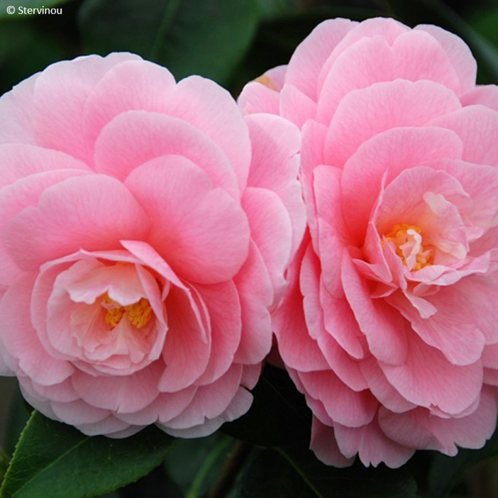 Camellia x reticulata Lovely Lady 