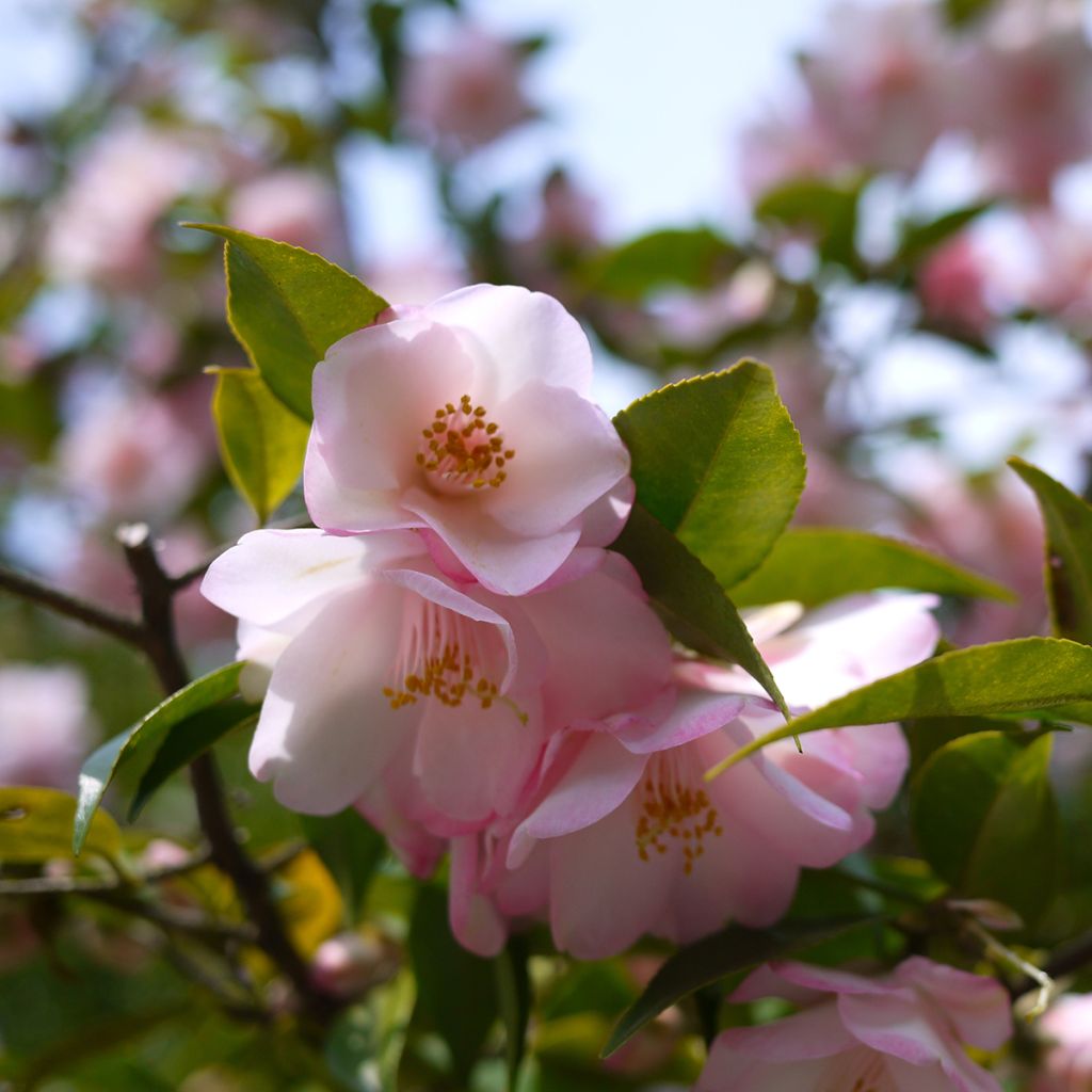 Camellia transnokoensis Transtasman