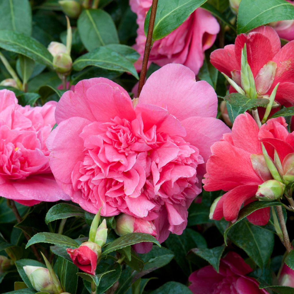 Camellia Anticipation