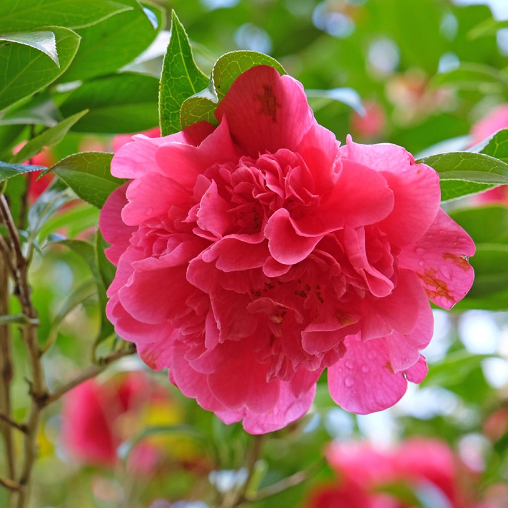 Camellia Anticipation