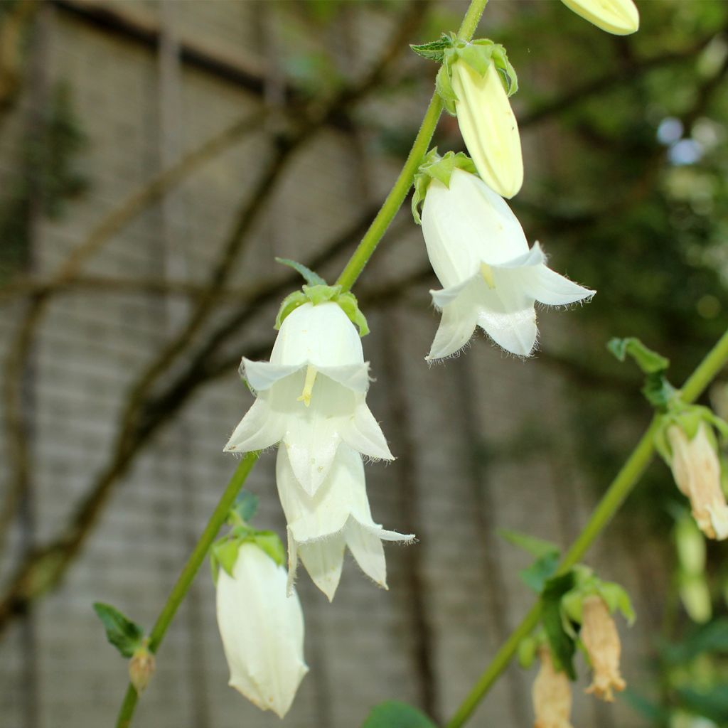 Campanule ochroleuca