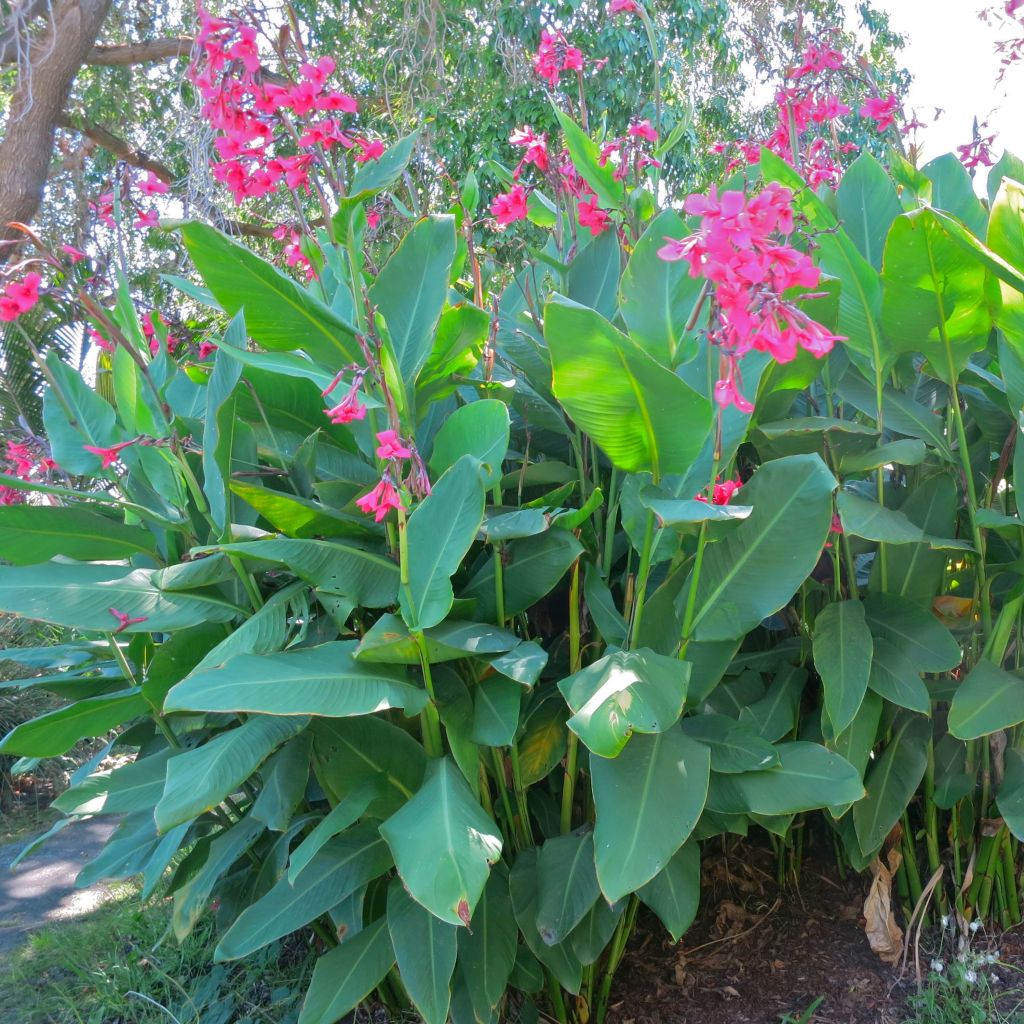 Canna iridiflora