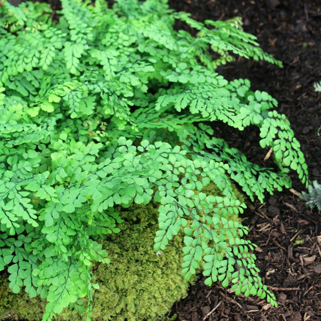 Adiantum venustum