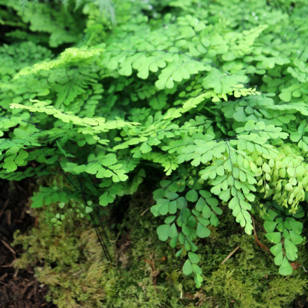 Adiantum venustum