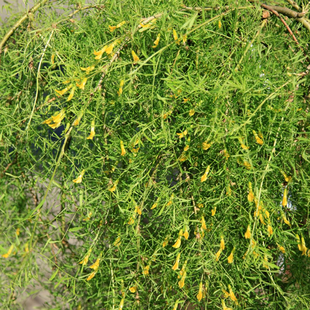 Caragana arborescens Walker - Siberian Pea Tree