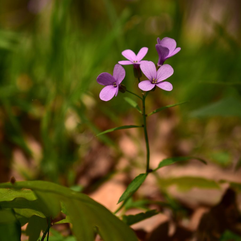 Cardamine bulbifera