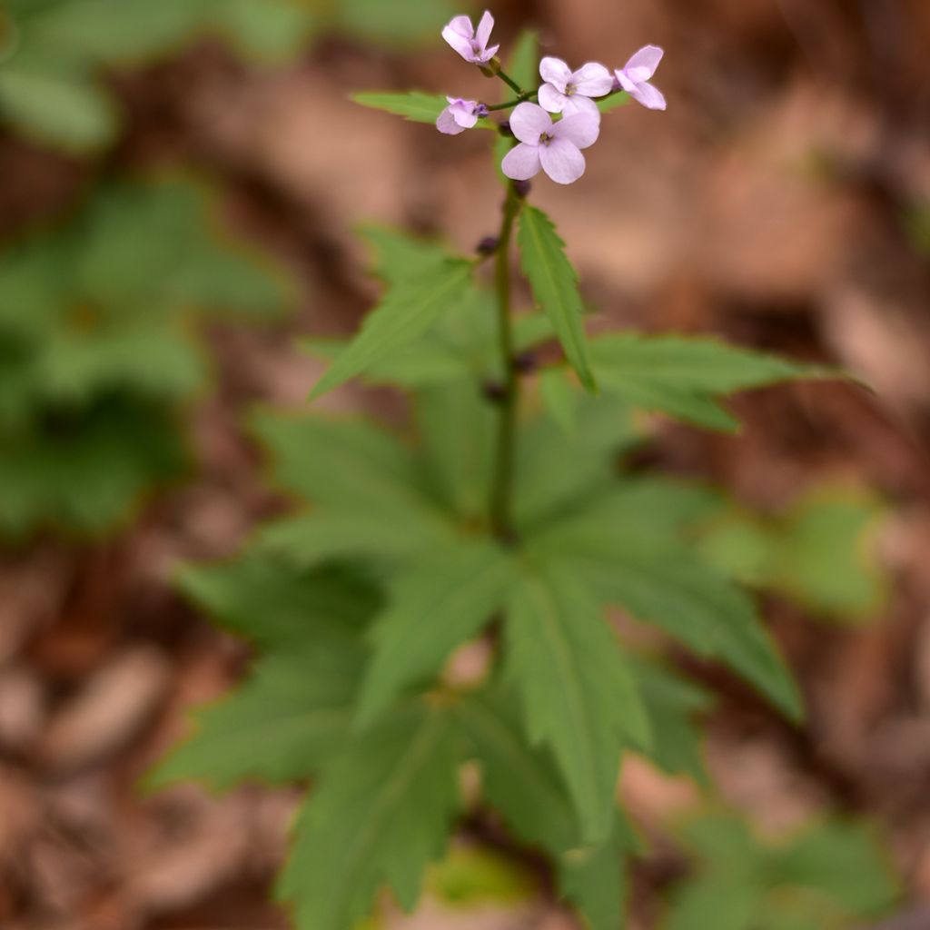 Cardamine bulbifera