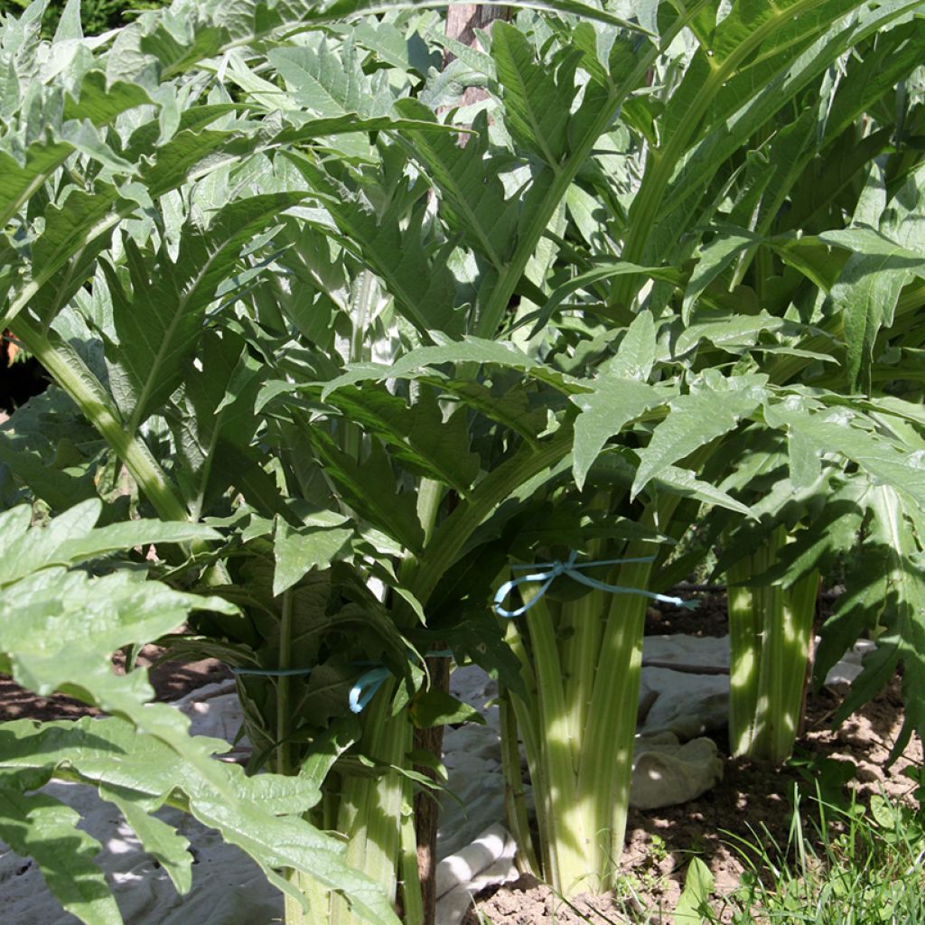 Red Cardoon Rouge dAlger - Cynara cardunculus