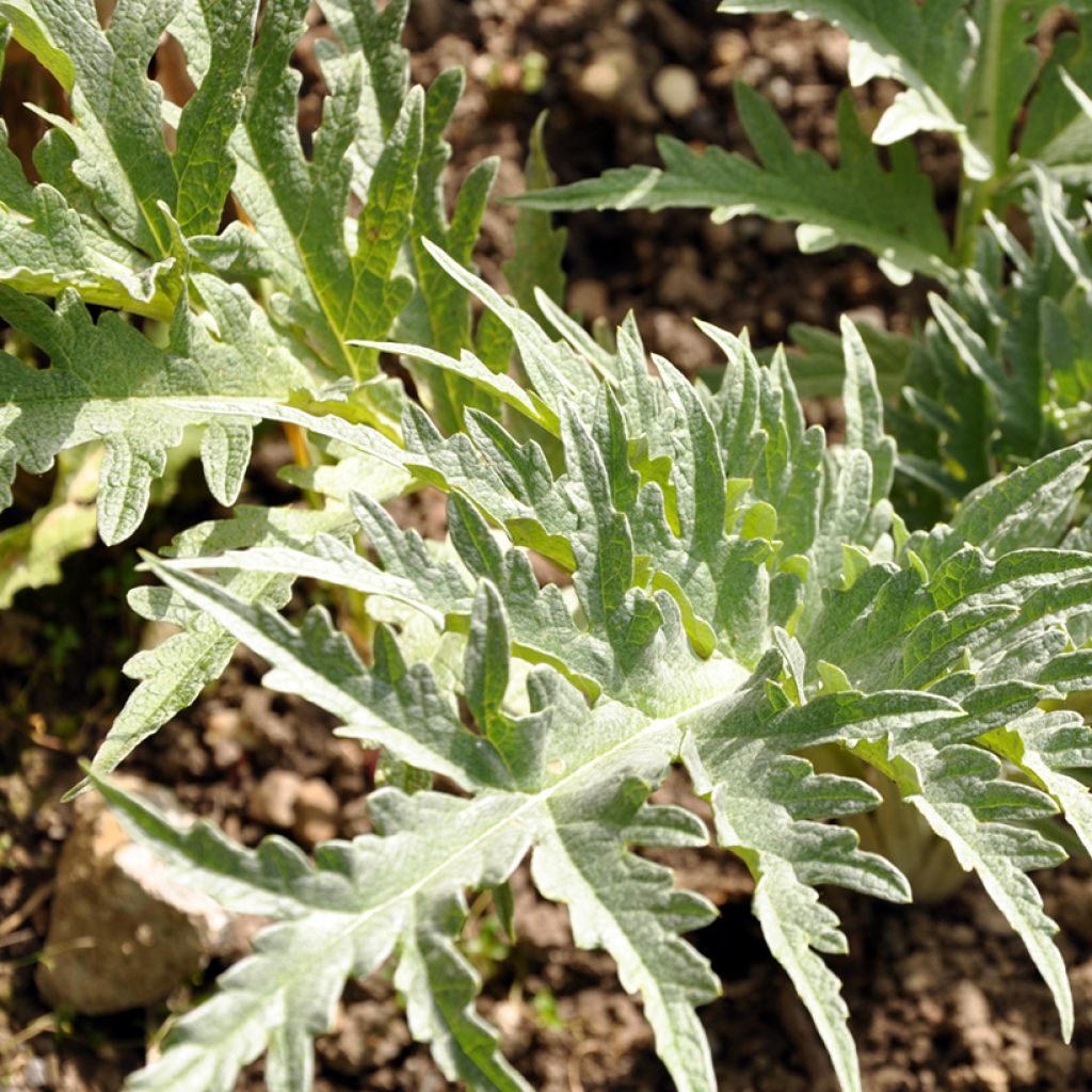 Red Cardoon Rouge dAlger - Cynara cardunculus