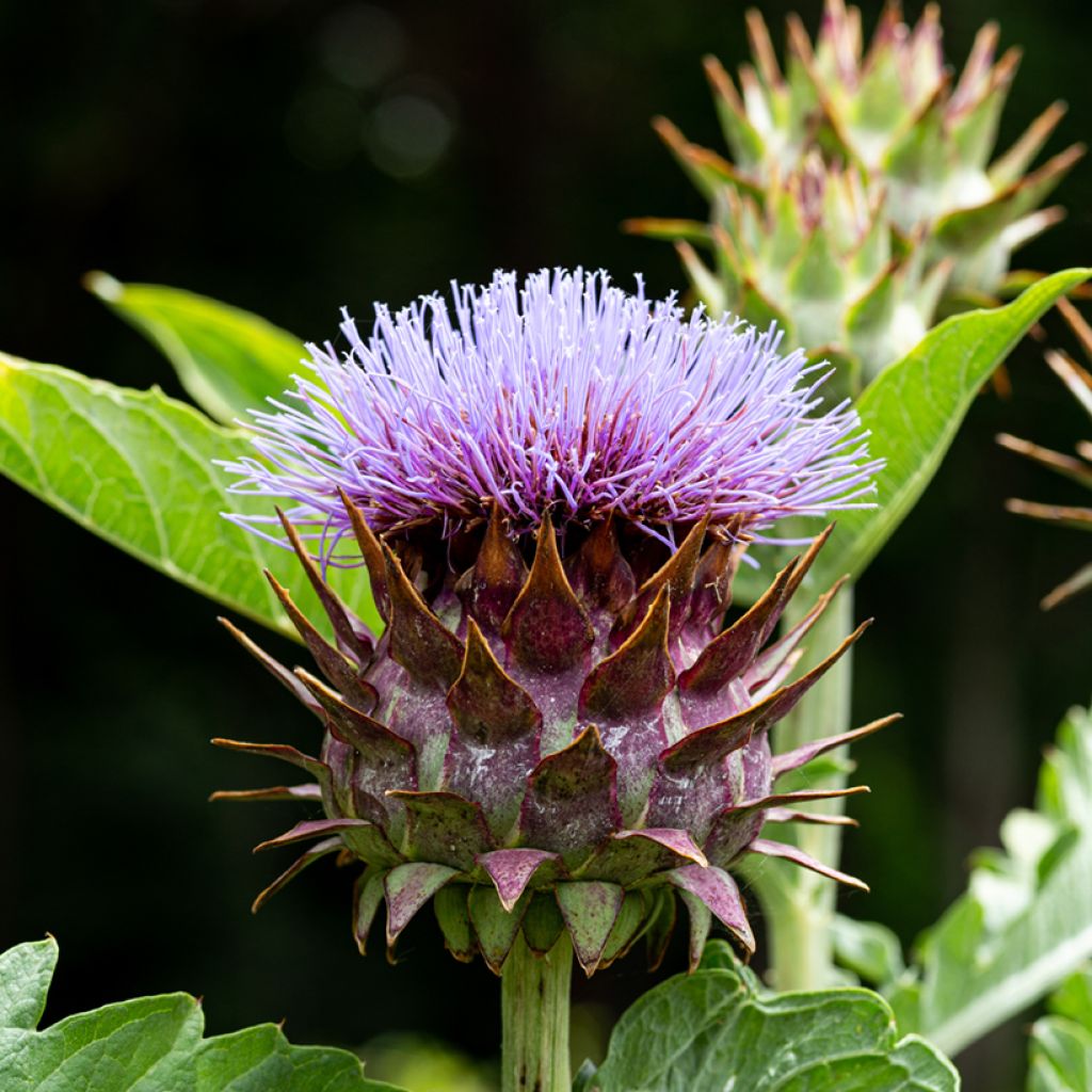 Cardoon - Artichoke Thistle