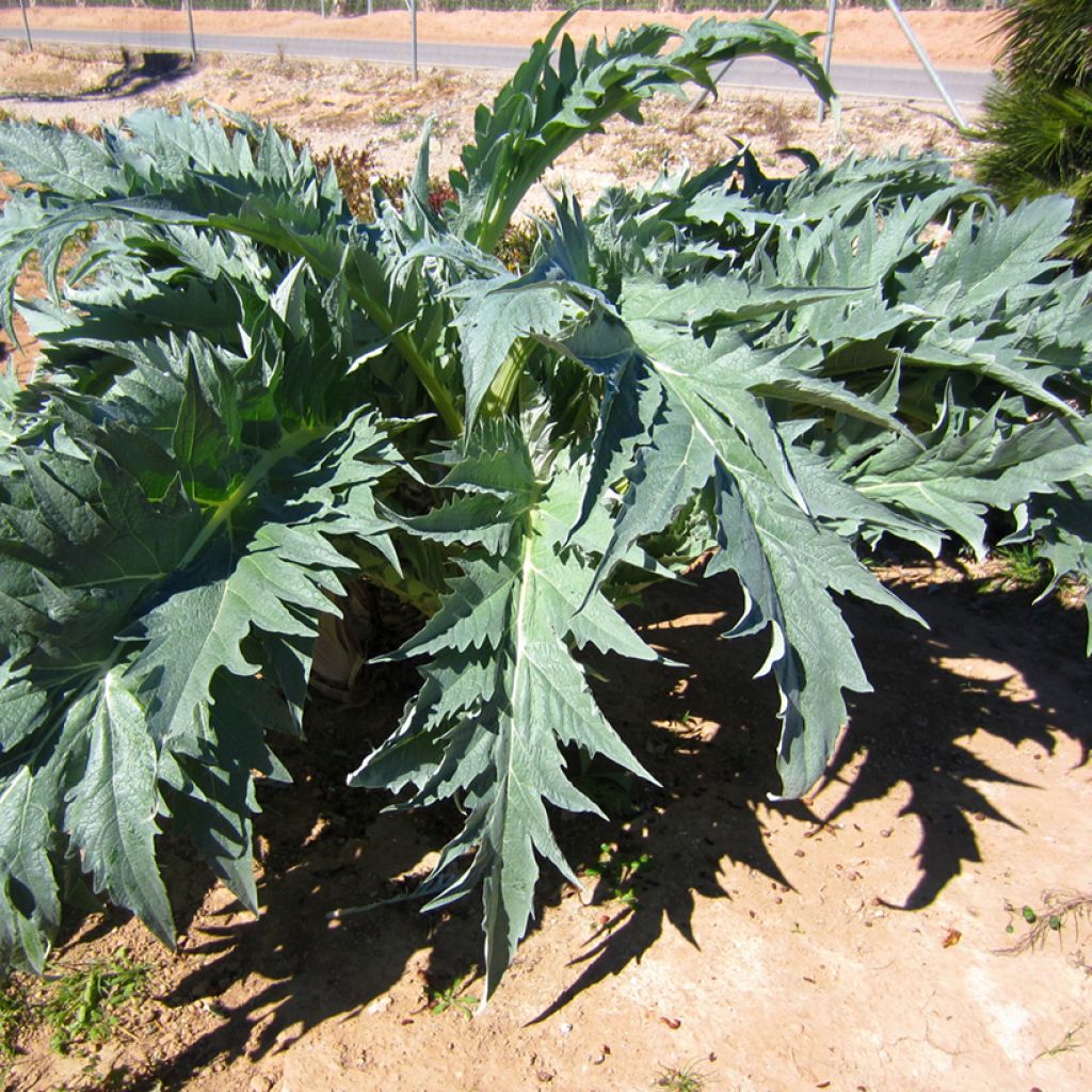 Cardoon Spineless Full White - Cynara cardunculus