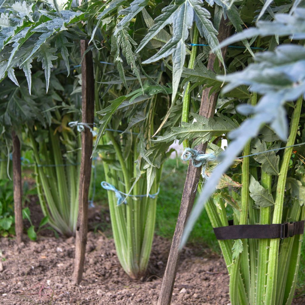 Cardoon Plein Blanc Inerme - Vilmorin Seeds