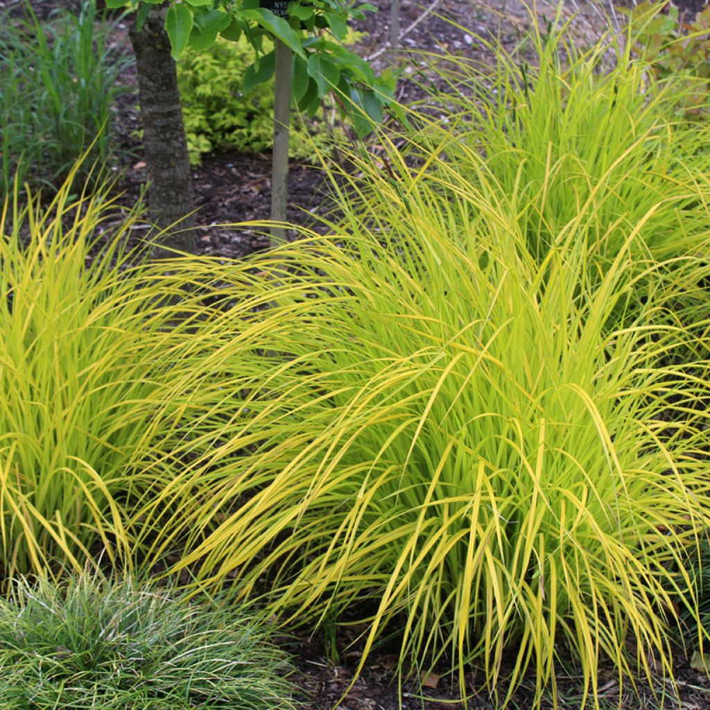 Carex elata Aurea