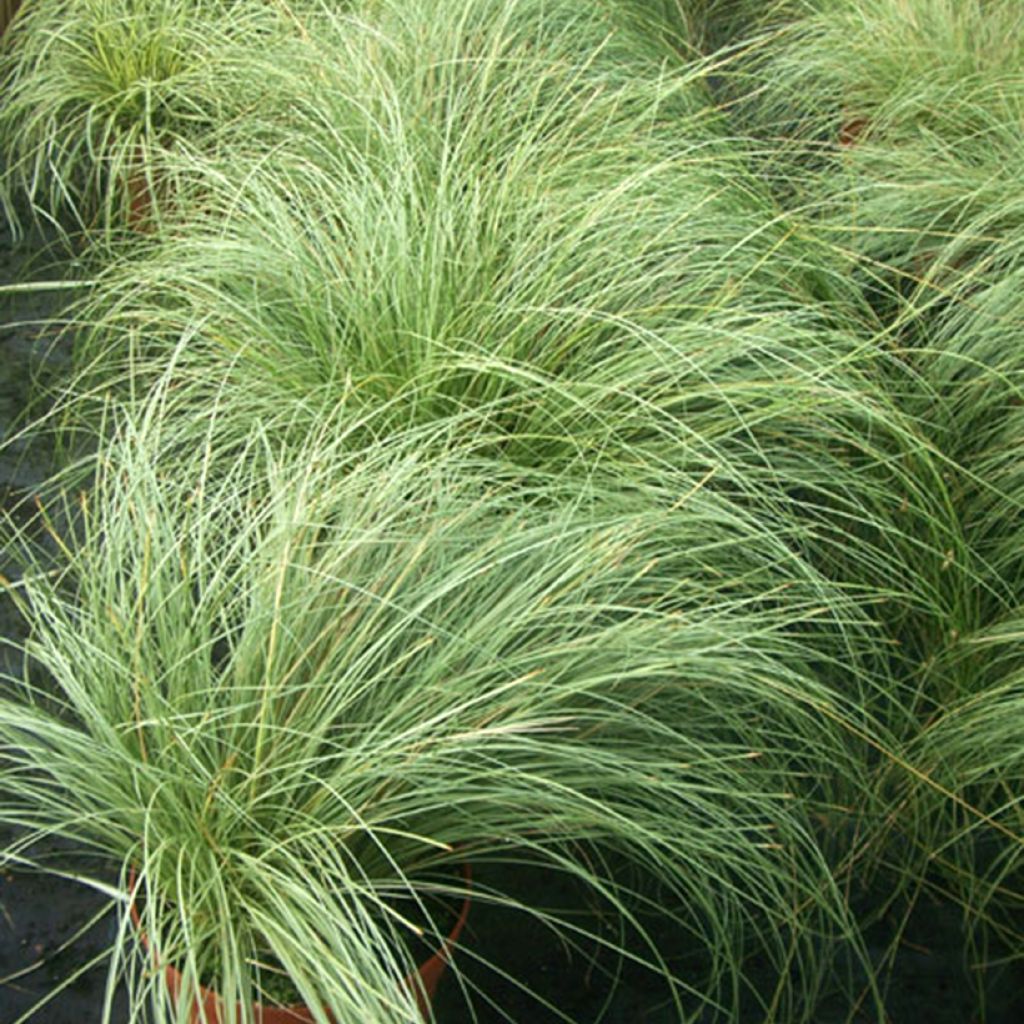 Carex comans  Phoenix - Sedge Green